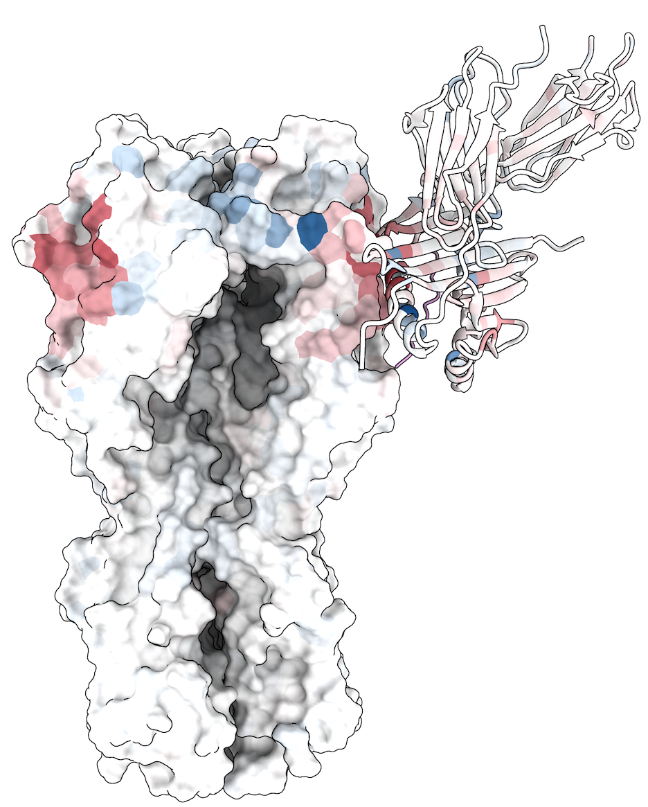 Image for Defining the molecular interaction between influenza hemagglutinin and MHC-II